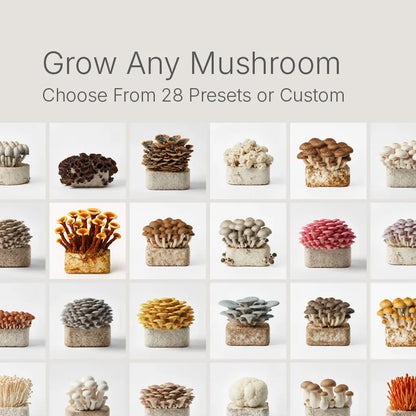 Lykyn smart grow box supports 28+ mushroom species including Lion's Mane, Oyster, Shiitake, and King Trumpet