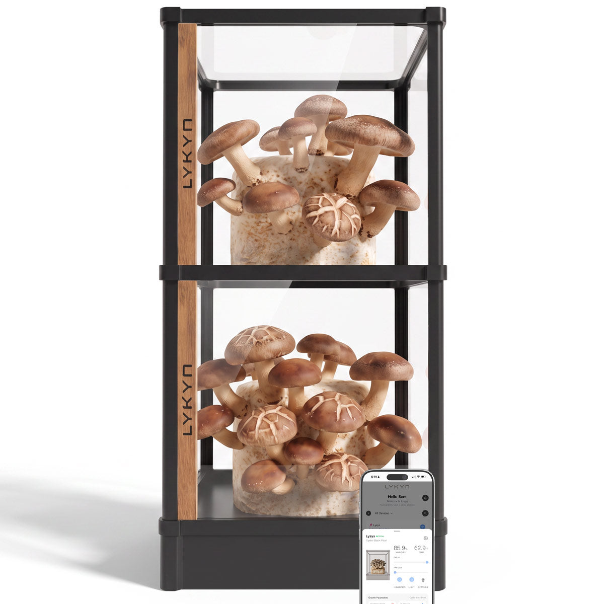 Lykyn black double-tier mushroom grow chamber with two fruiting blocks visible through the front glass