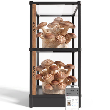 Lykyn black double-tier mushroom grow chamber with two fruiting blocks visible through the front glass