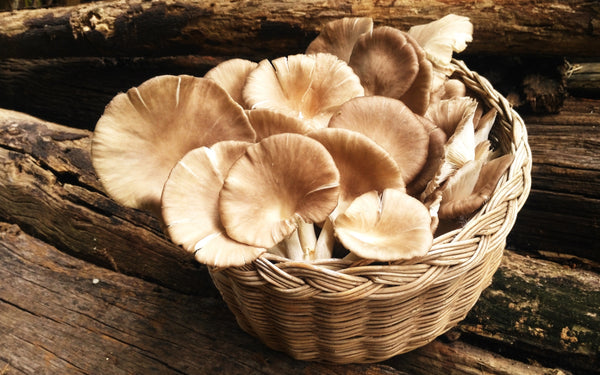 Lykyn brand asset: Oyster Mushroom Flavor