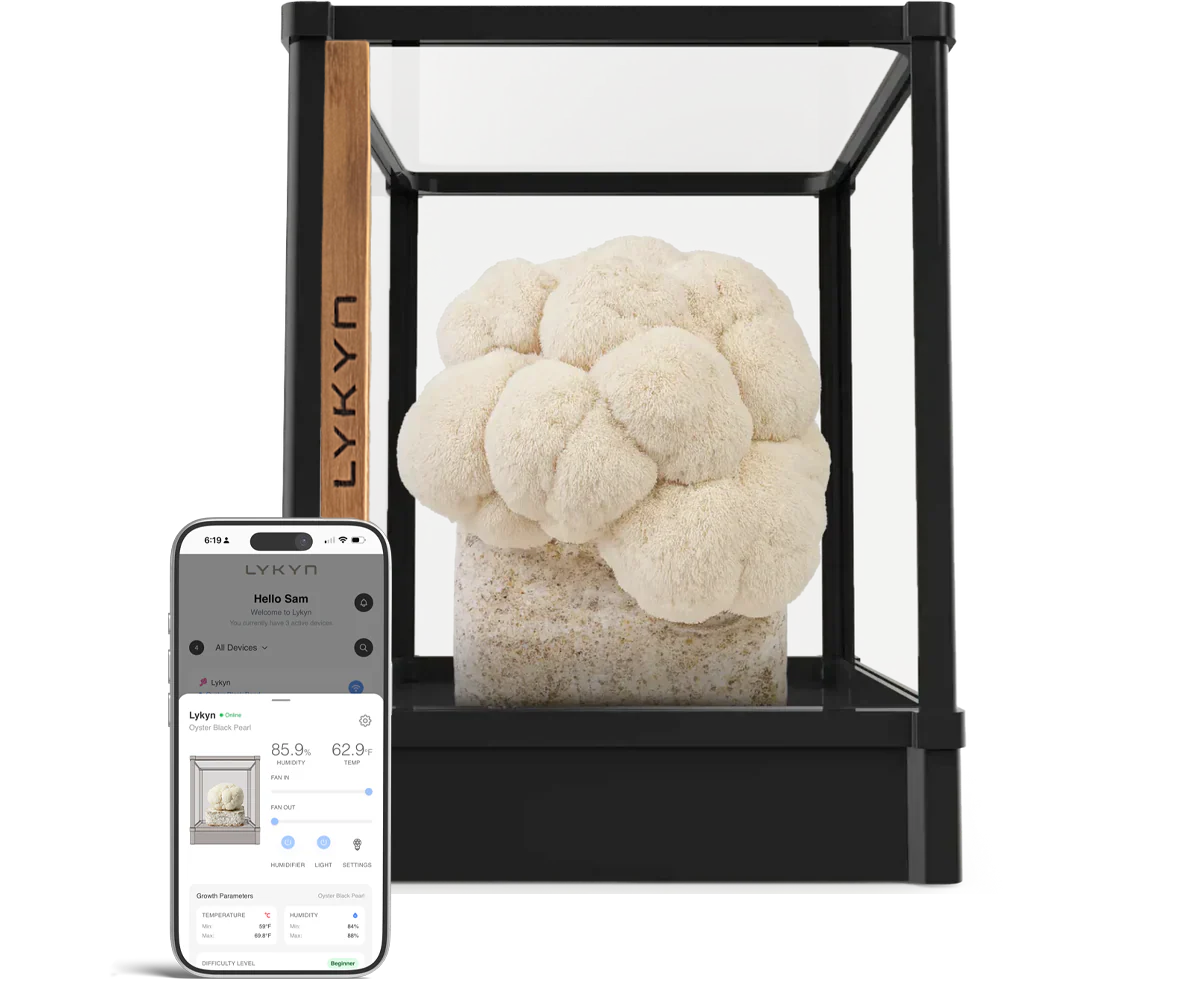 Lion's Mane (Hericium erinaceus)