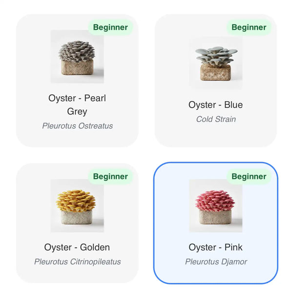 Lykyn brand asset: Mushroom Type